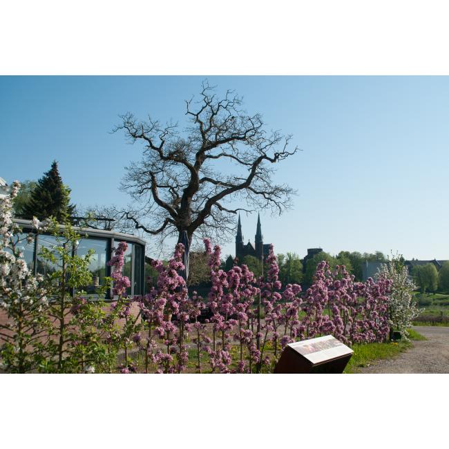 2019 bloei maes 21 horizontaal 2