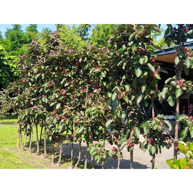 Minitree Fruithagen