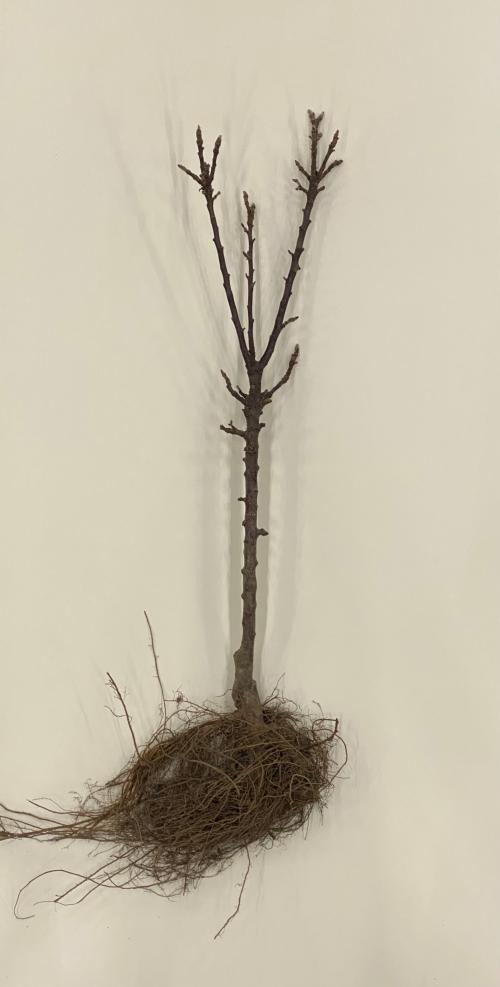 Rosalie (kale wortel)