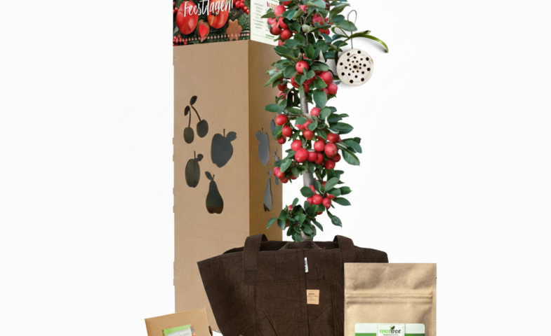 Een MiniTree in het kerstpakket: het enige cadeau dat in januari nog groeit