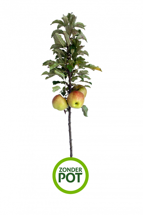 MiniTree Redspring (kale wortel)