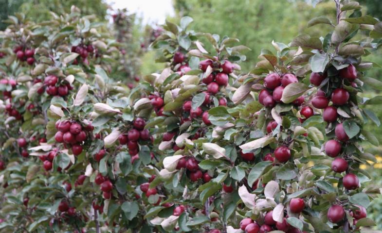 Wanneer kan ik de appels van mijn MiniTree plukken?