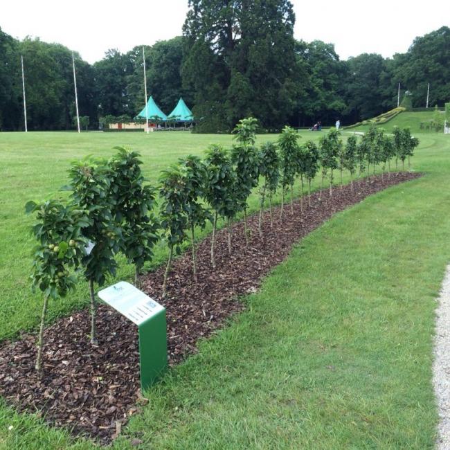 Goldlane haag kasteeltuinen 2